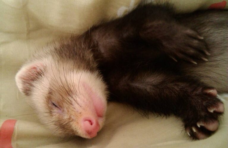 12 Reasons Your Ferret Keeps Sneezing With Tips