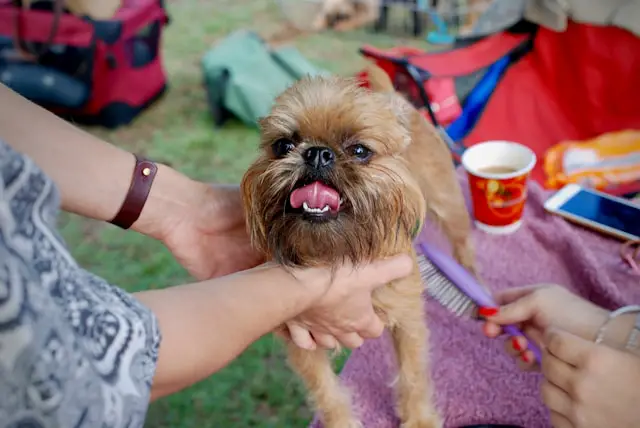 Affenpinscher