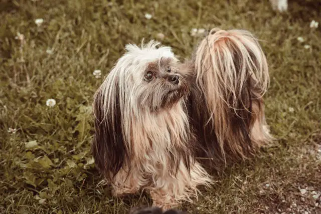 Lhasa Apso