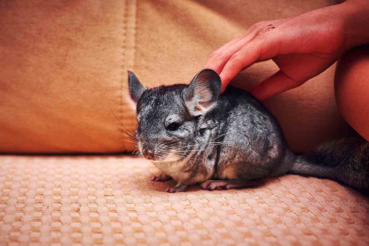 Chinchilla Senior Care