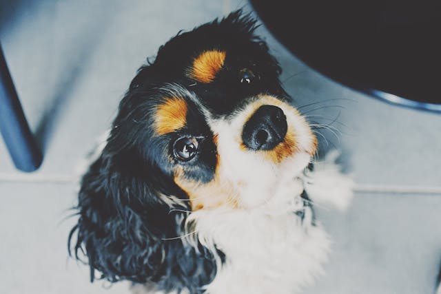 King Charles Cavalier Spaniel