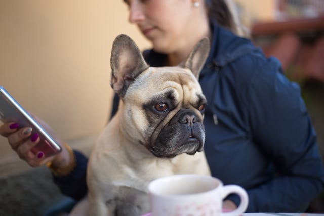 French Bulldog