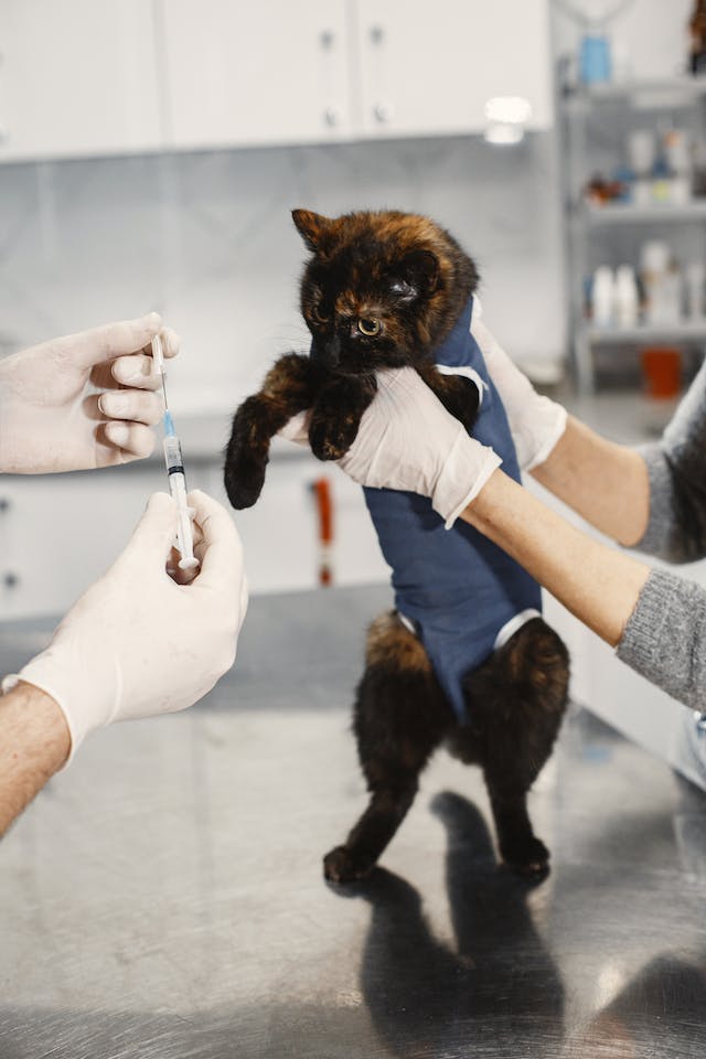 Treatment options For Distemper in Cats