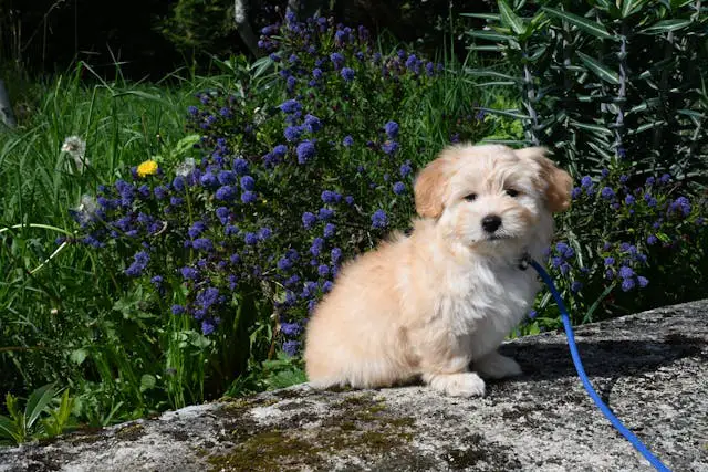 Havanese