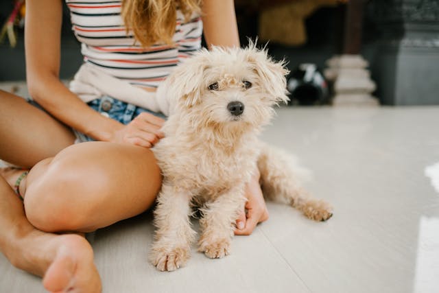 Miniature Poodle