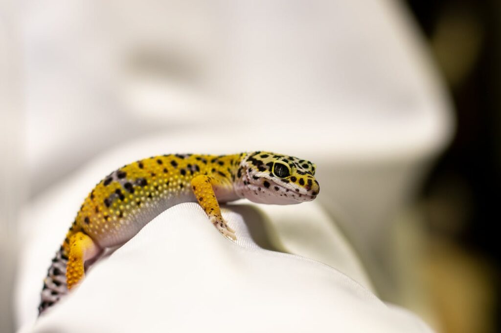 signs of a sick leopard gecko