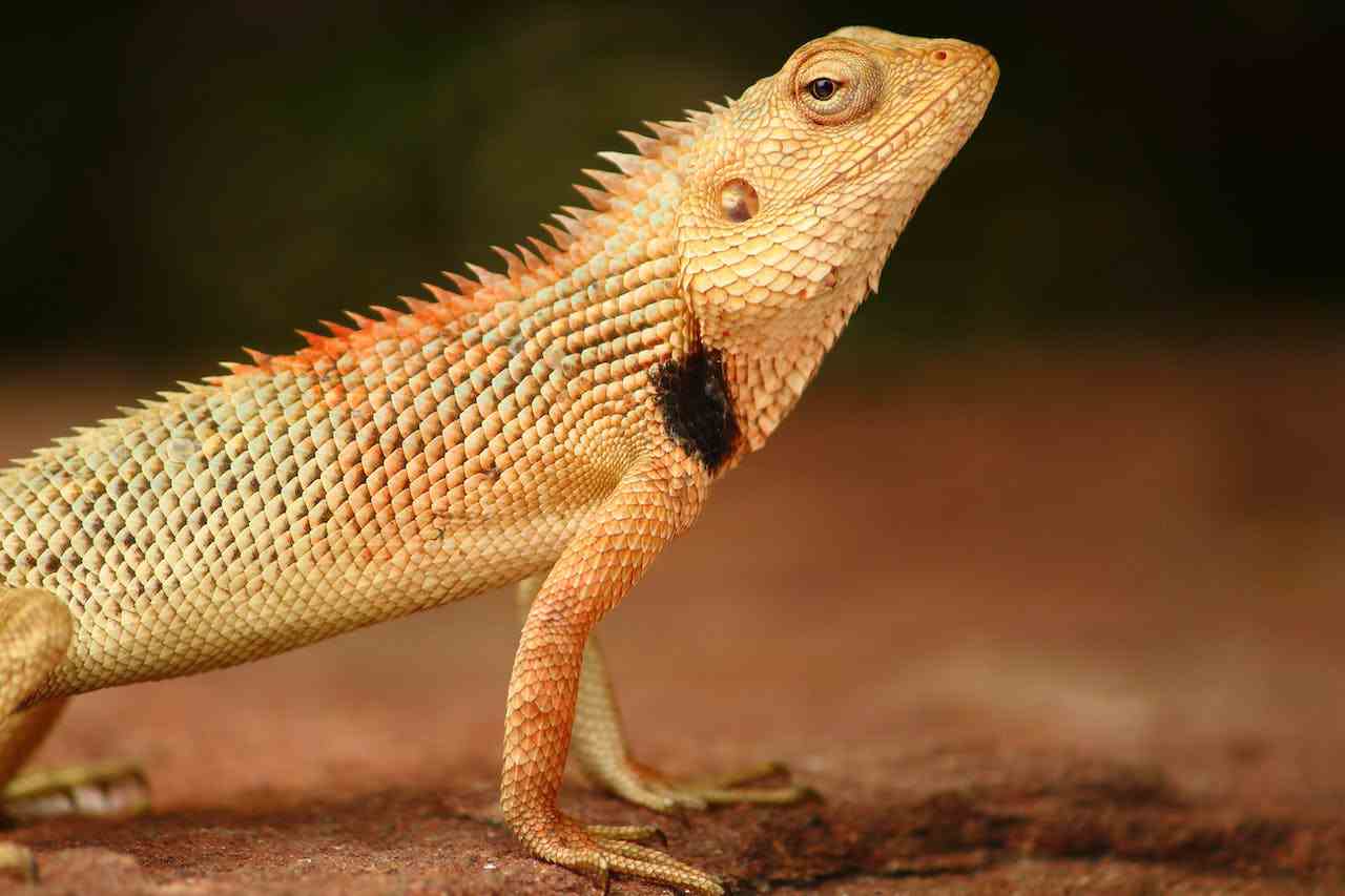Signs of a Sick Bearded Dragon