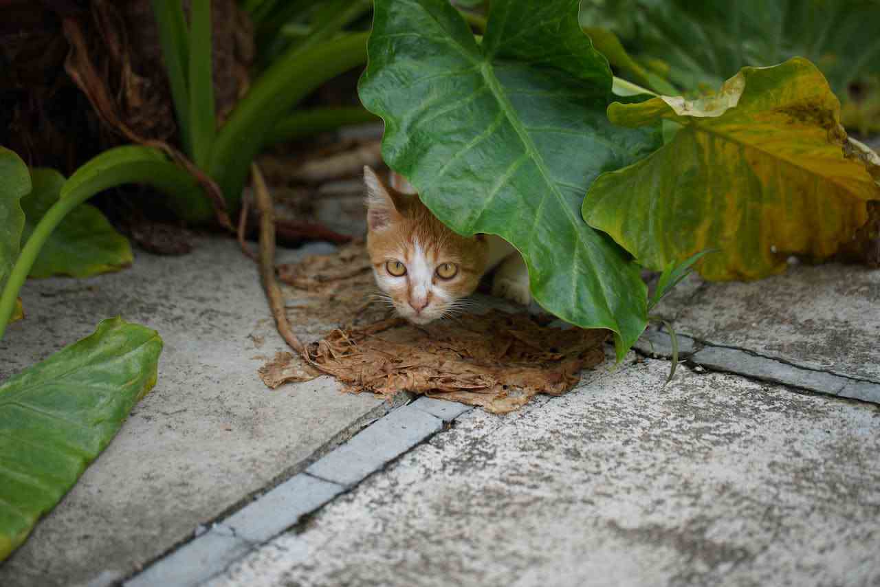 cat hiding after move