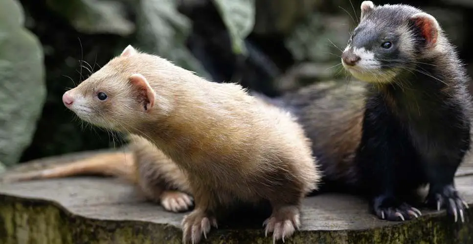 Ferrets can make a variety of sounds to express themselves