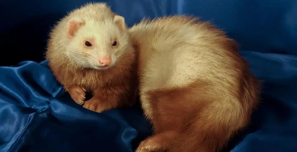 Ferrets reach sexual maturity at only 4–8 months of age
