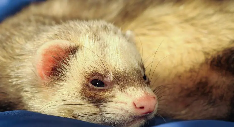 Ferrets have a natural inclination to burrow and dig