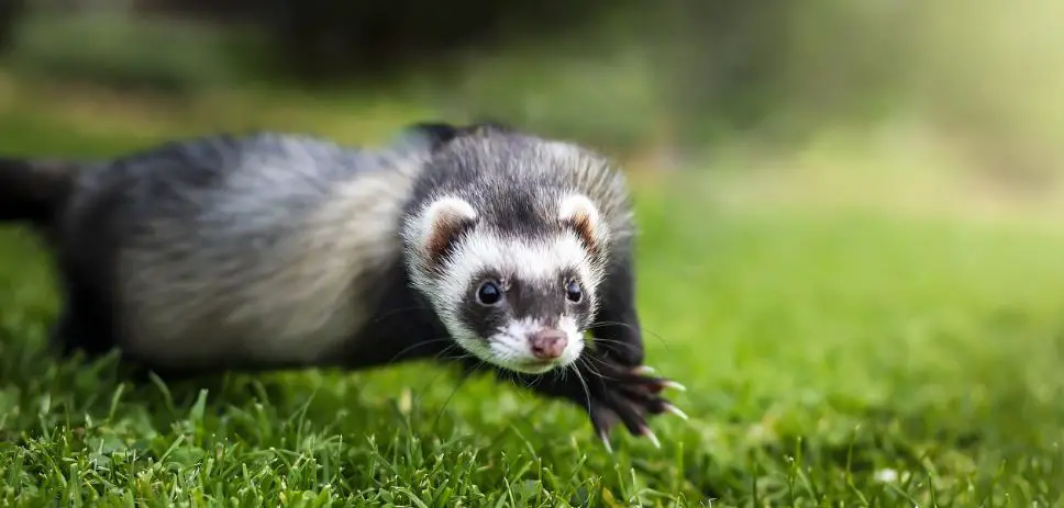 Ferrets are most active at dawn and dusk
