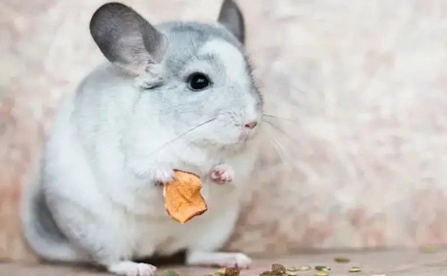Tips for Proper Handling and Interaction with Chinchillas During Playtime