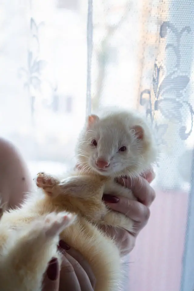 Cons of Ferrets as Pets for Kids
