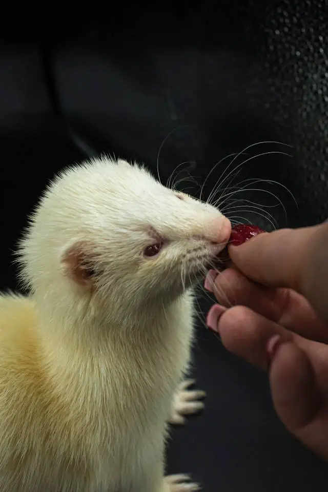 Precautions to Take in Living With a Ferret and Your Kids