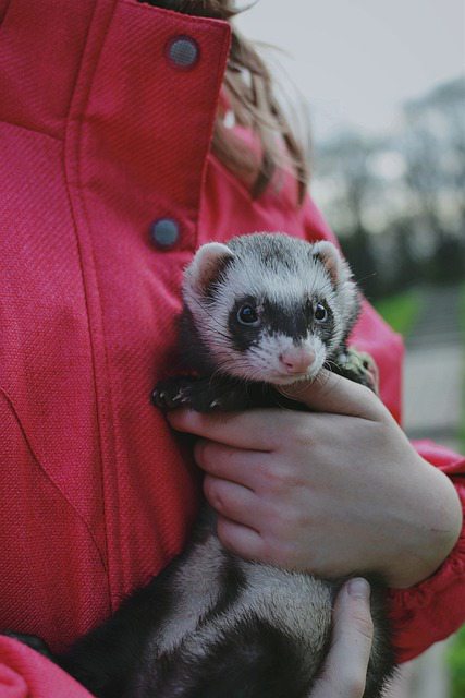 Introducing a ferret to your kids