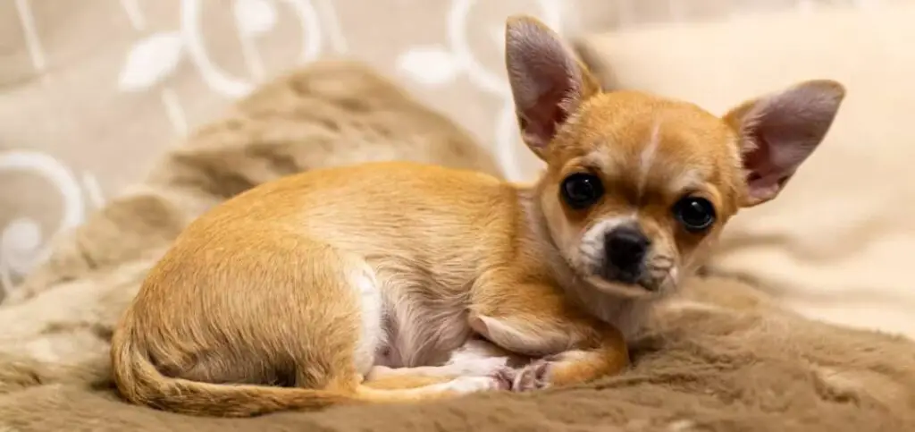 Signs and Symptoms of Pregnancy in Chihuahuas