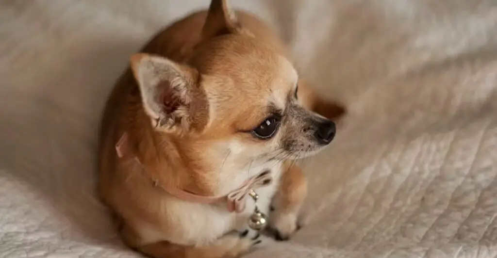 Confirming Pregnancy in Chihuahuas