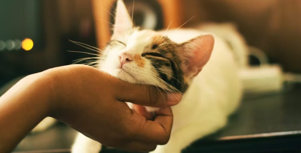 Ways of Calming an Anxious Cat
